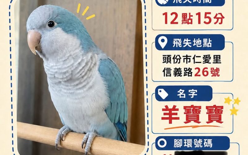 尋找和尚鸚鵡~羊寶寶 地點 苗栗縣頭份市 Toufen , Miaoli ,Monk_parakeet