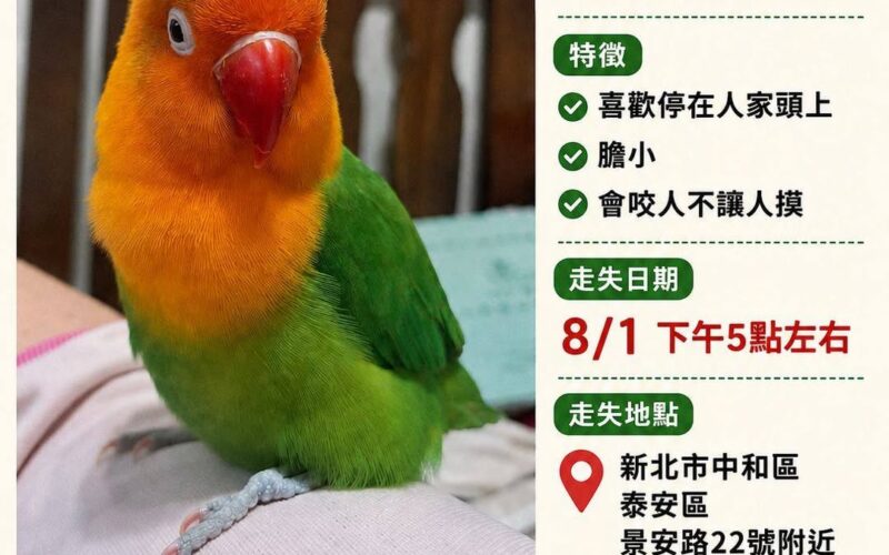 尋找牡丹鸚鵡~綠寶 地點 新北市中和區 Zhonghe , New Taipei ,Lovebird