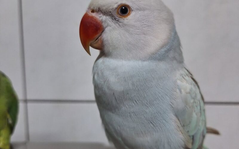 尋找月輪鸚鵡~哈密瓜 地點 新北市永和區 Yonghe , New Taipei ,Rose-ringed parakeet