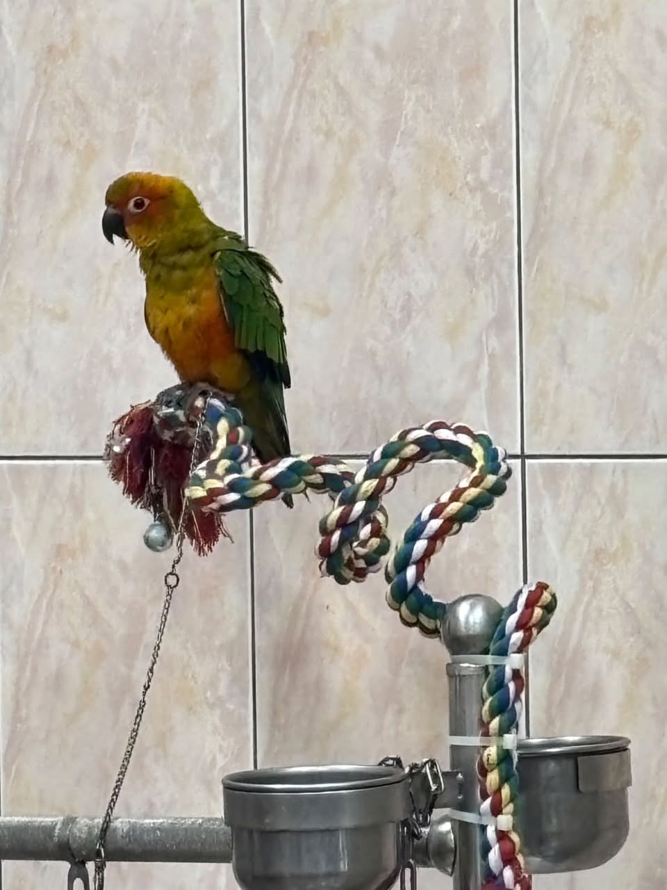 尋找太陽鸚鵡~ 地點 高雄市前鎮區 Qianzhen , Kaohsiung ,Sun parakeet
