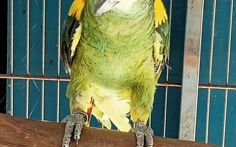尋找鸚鵡~ 地點 雲林縣西螺鎮 Xiluo , Yunlin ,Parrot