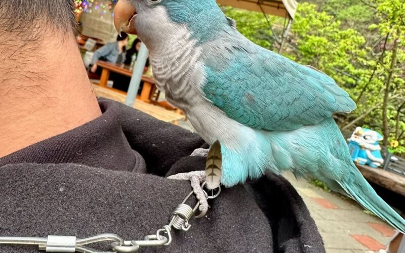 尋找和尚鸚鵡~藍寶 地點 新北市板橋區 Banqiao , New Taipei ,Monk_parakeet