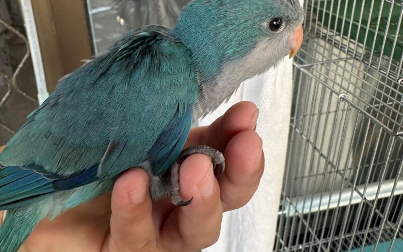 尋找和尚鸚鵡~花椰菜 地點 屏東縣麟洛鄉 Linluo , Pingtung ,Monk_parakeet