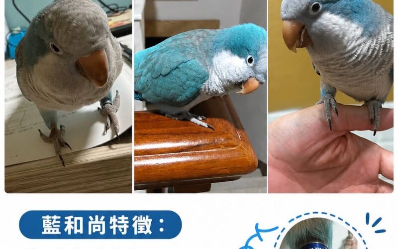尋找和尚鸚鵡~敲敲 地點 高雄市仁武區 Renwu , Kaohsiung ,Monk_parakeet