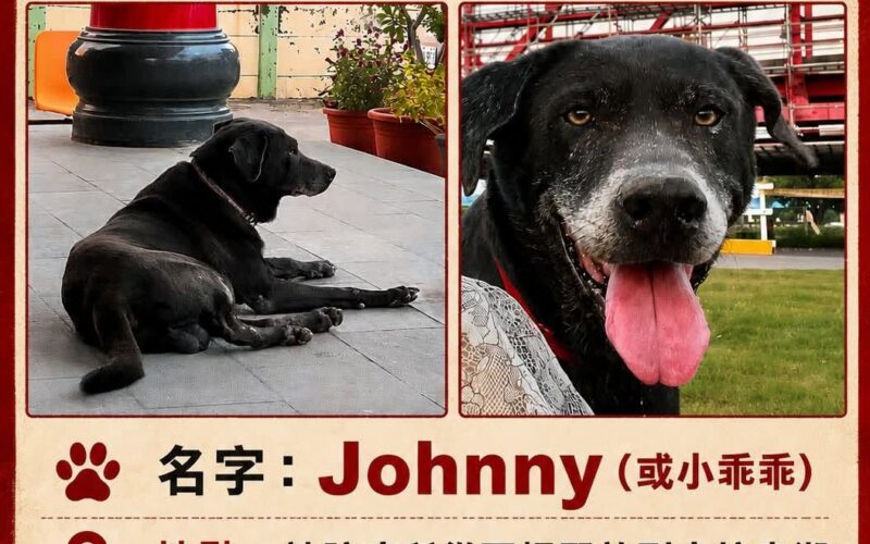 尋找狗狗~Johnny 地點 雲林縣古坑鄉 Gukeng , Yunlin