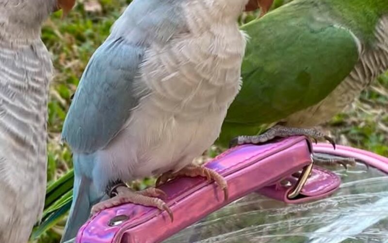 尋找和尚鸚鵡~妹妹 地點 新竹市北區 North , Hsinchu ,Monk_parakeet