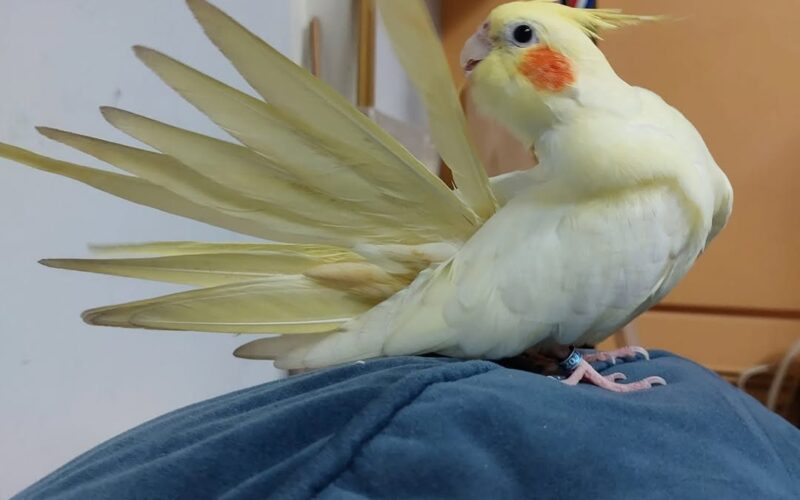 尋找玄鳳鸚鵡~小不點 地點 台中市北區 North , Taichung ,Cockatiel