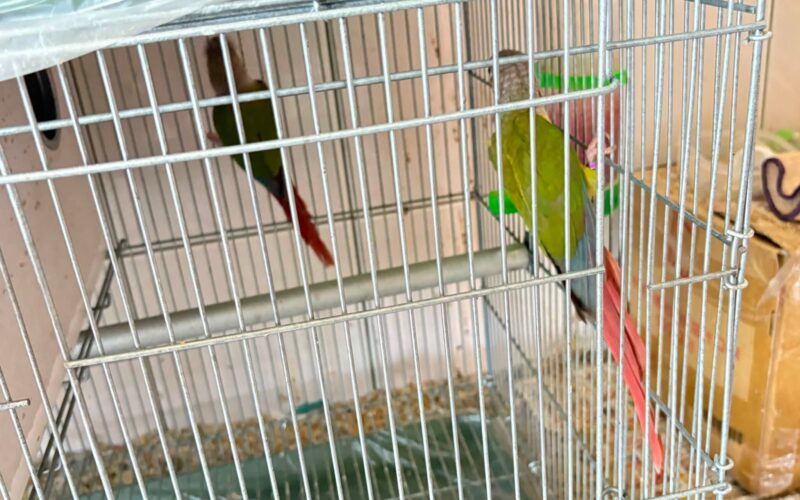尋找太陽鸚鵡~ 地點 屏東縣長治鄉 Changzhi , Pingtung ,Sun parakeet