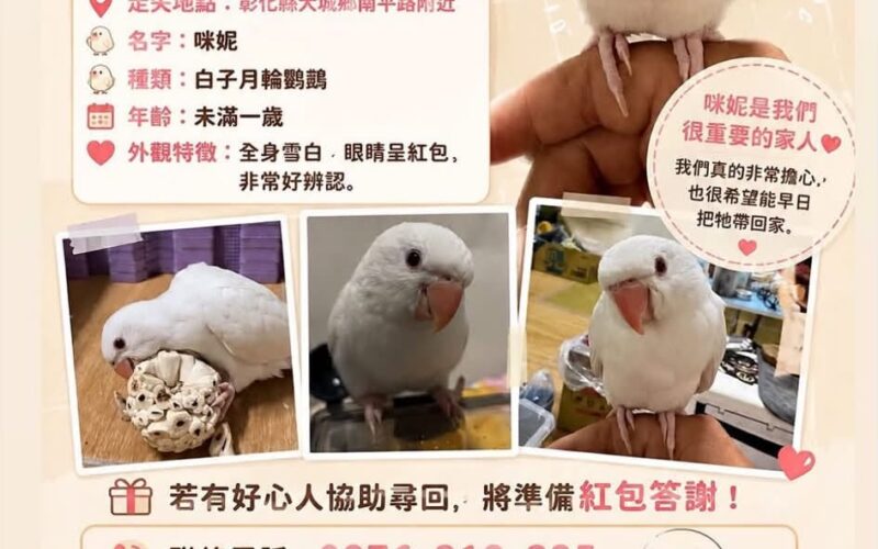 尋找月輪鸚鵡~ 地點 彰化縣大城鄉 Dacheng , Changhua ,Rose-ringed parakeet