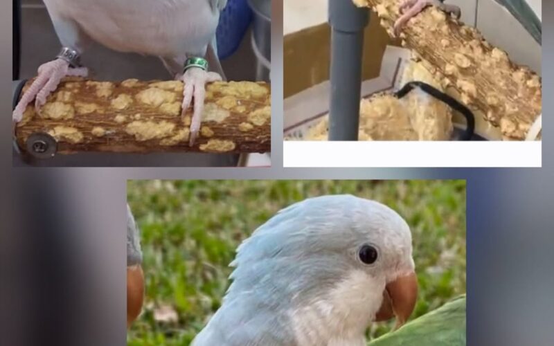 尋找和尚鸚鵡~妹妹 地點 新竹市北區 North , Hsinchu ,Monk_parakeet