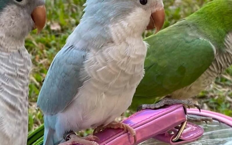 尋找和尚鸚鵡~ 地點 新竹市北區 North , Hsinchu ,Monk_parakeet