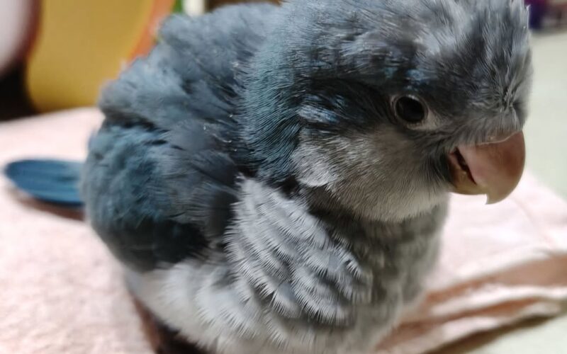 尋找和尚鸚鵡~ 地點 雲林縣土庫鎮 Tuku , Yunlin ,Monk_parakeet