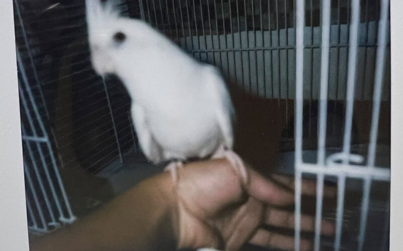 尋找玄鳳鸚鵡~小白 地點 台中市北屯區 Beitun , Taichung ,Cockatiel