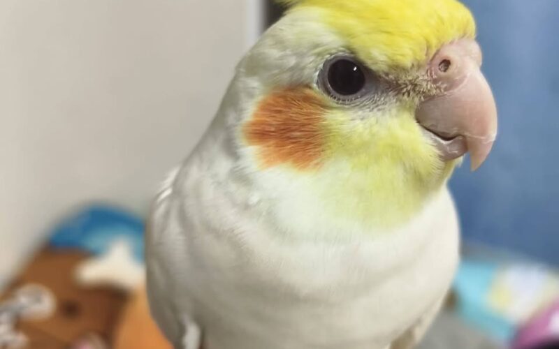 尋找和尚鸚鵡~ 地點 台南市中西區 West Central , Tainan ,Monk_parakeet