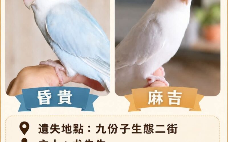 尋找鸚鵡~昏貴、麻吉 地點 台南市安南區 Annan , Tainan ,Parrot