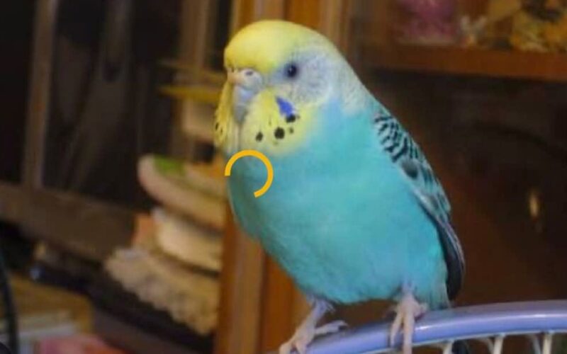 尋找虎皮鸚鵡~小藍 地點 桃園市龍潭區 Longtan , Taoyuan ,Budgerigar