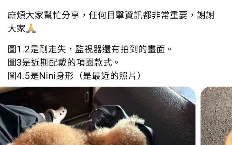 尋找貴賓犬~ 地點 新北市中和區 Zhonghe , New Taipei ,Poodle