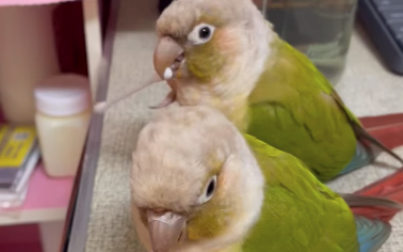 尋找太陽鸚鵡~QQ 地點 台中市沙鹿區 Shalu , Taichung ,Sun parakeet