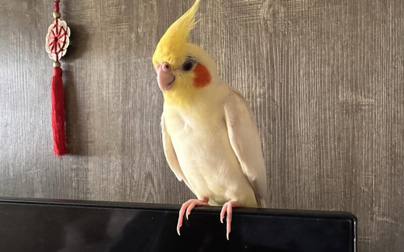 尋找玄鳳鸚鵡~ 地點 宜蘭縣羅東鎮 Luodong , Yilan ,Cockatiel