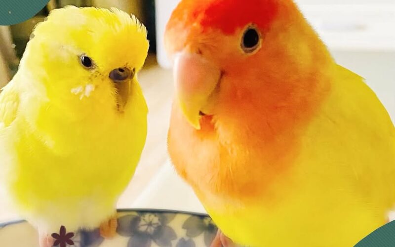 尋找小鸚~小芒果 地點 台中市大雅區 Daya , Taichung ,Rosy-faced lovebird