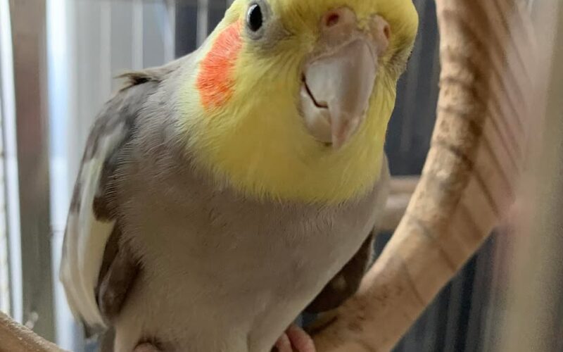 尋找玄鳳鸚鵡~ 地點 嘉義市東區 East , Chiayi ,Cockatiel