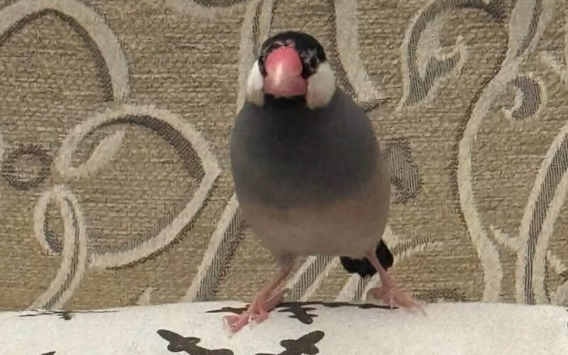 尋找文鳥~ 地點 宜蘭縣羅東鎮 Luodong , Yilan ,Java Sparrow