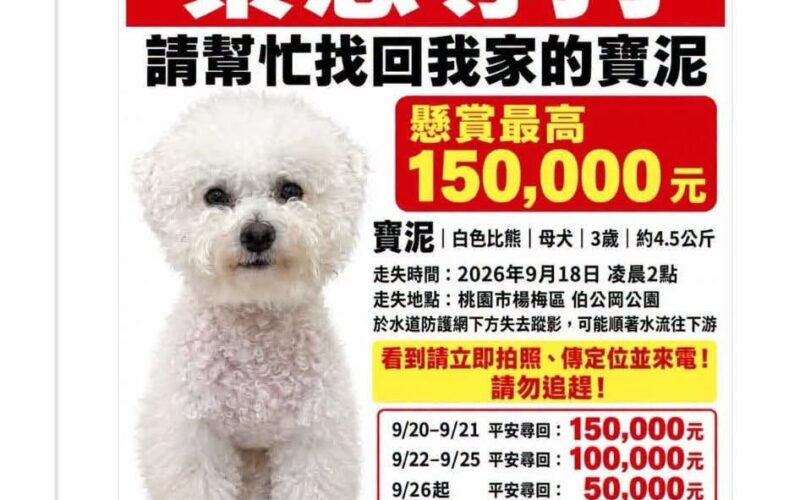 尋找比熊犬~寶泥 地點 桃園市楊梅區 Yangmei , Taoyuan ,Bichon Frise