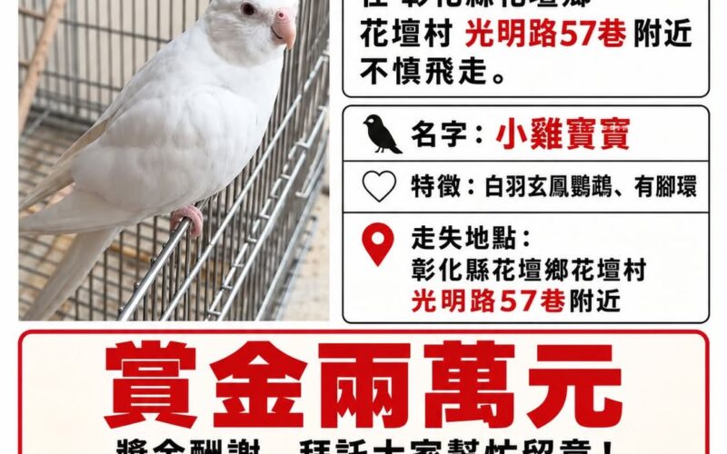 尋找玄鳳鸚鵡~小雞寶寶 地點 彰化縣花壇鄉 Huatan , Changhua ,Cockatiel
