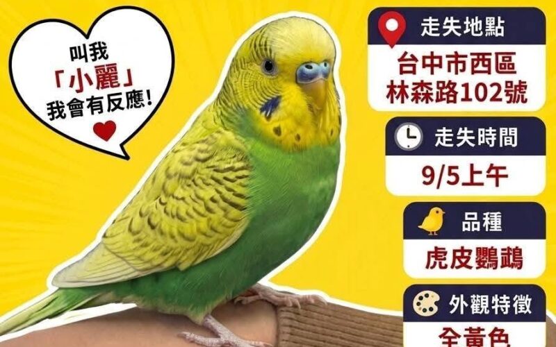 尋找虎皮鸚鵡~小麗 地點 台中市西區 West , Taichung ,Budgerigar