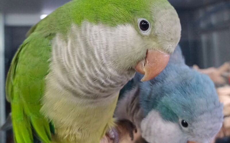 尋找和尚鸚鵡~元元 地點 新北市八里區 Bali , New Taipei ,Monk_parakeet