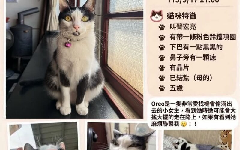 尋找貓咪~Oreo 地點 桃園市桃園區 Taoyuan , Taoyuan