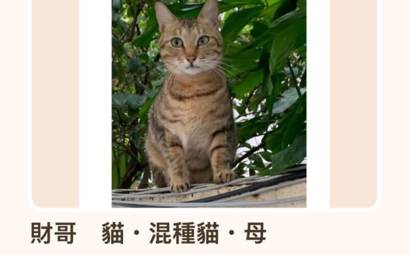 尋找貓咪~財哥 地點 台中市西區 West , Taichung