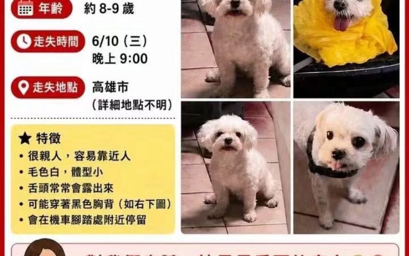 尋找瑪爾濟斯~ 地點 高雄市大樹區 Dashu , Kaohsiung ,Maltease