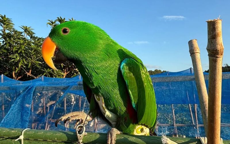 尋找折衷鸚鵡~錘子 地點 新竹市香山區 Xiangshan , Hsinchu ,Eclectus parrot