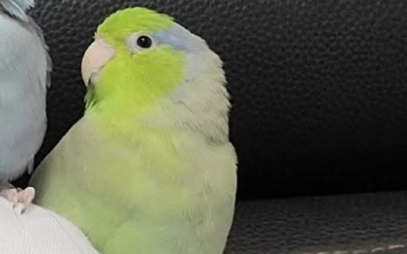 尋找太平洋鸚鵡~ 地點 新北市泰山區 Taishan , New Taipei ,Pacific Parrotlet