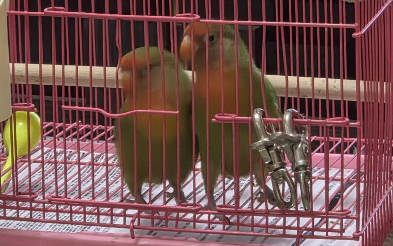 尋找小鸚~ 地點 高雄市楠梓區 Nanzi , Kaohsiung ,Rosy-faced lovebird