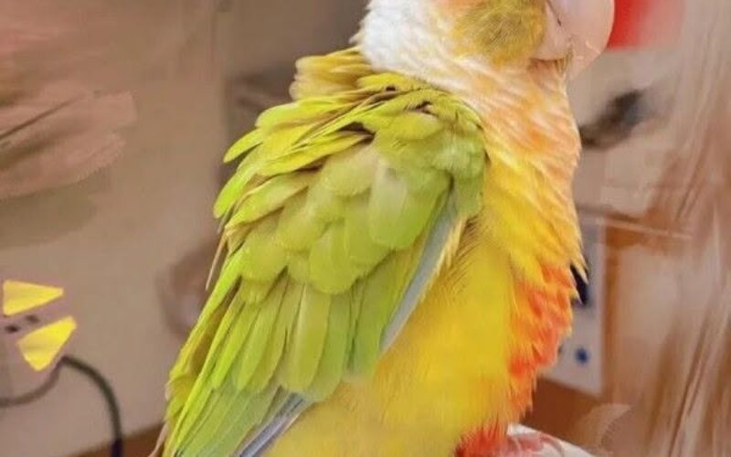 尋找太陽鸚鵡~肉肉 地點 高雄市小港區 Xiaogang , Kaohsiung ,Sun parakeet
