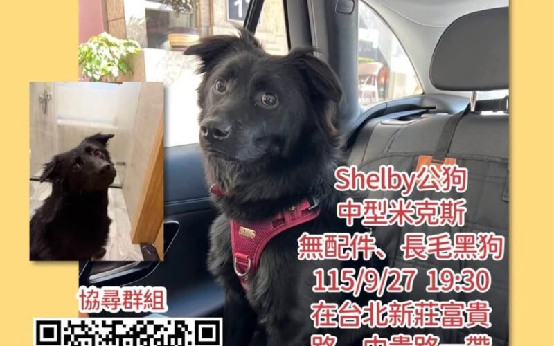 尋找狗狗~Shelby 地點 新北市新莊區 Xinzhuang , New Taipei