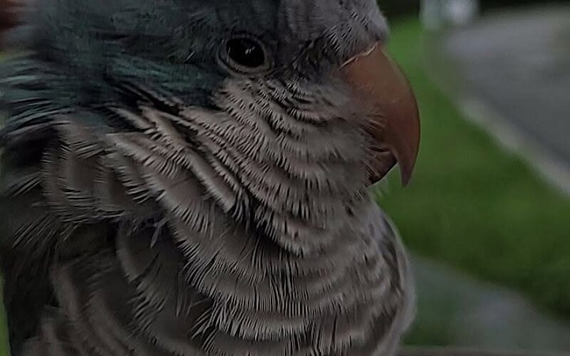 尋找和尚鸚鵡~藍寶 地點 新北市板橋區 Banqiao , New Taipei ,Monk_parakeet