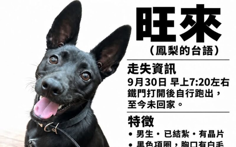 尋找狗狗~旺來 地點 台中市南區 South , Taichung