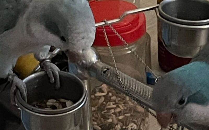 尋找和尚鸚鵡~ 地點 高雄市苓雅區 Lingya , Kaohsiung ,Monk_parakeet