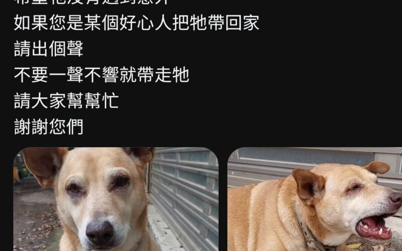 尋找狗狗~紅毛 地點 桃園市桃園區 Taoyuan , Taoyuan