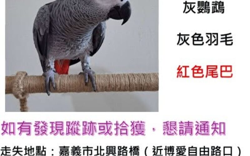 尋找非洲灰鸚鵡~Ken 將 地點 嘉義市西區 West , Chiayi ,African grey parrot