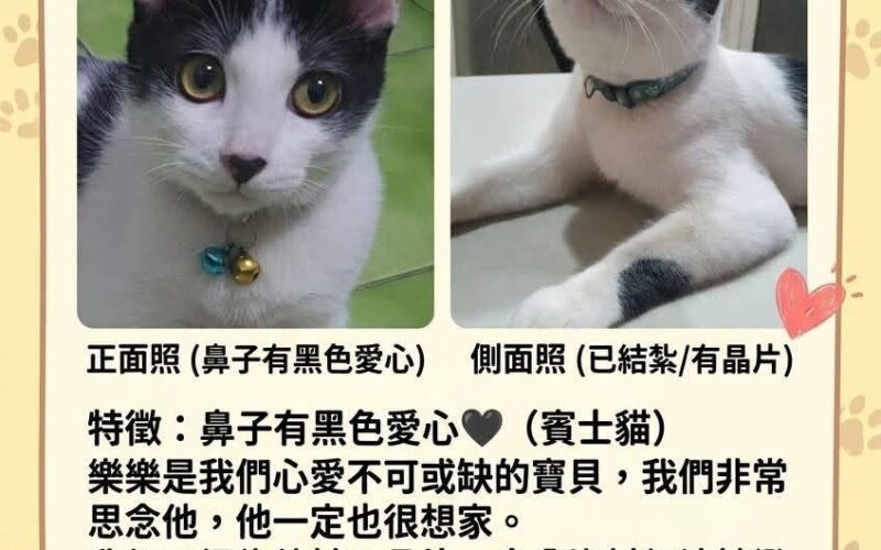 尋找貓咪~樂樂 地點 高雄市小港區 Xiaogang , Kaohsiung
