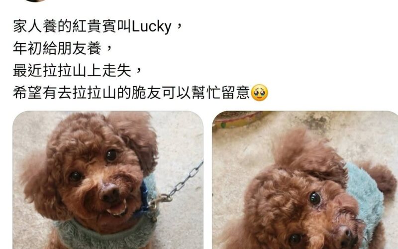 尋找紅貴賓~Lucky 地點 桃園市復興區 Fuxing , Taoyuan ,Poodle