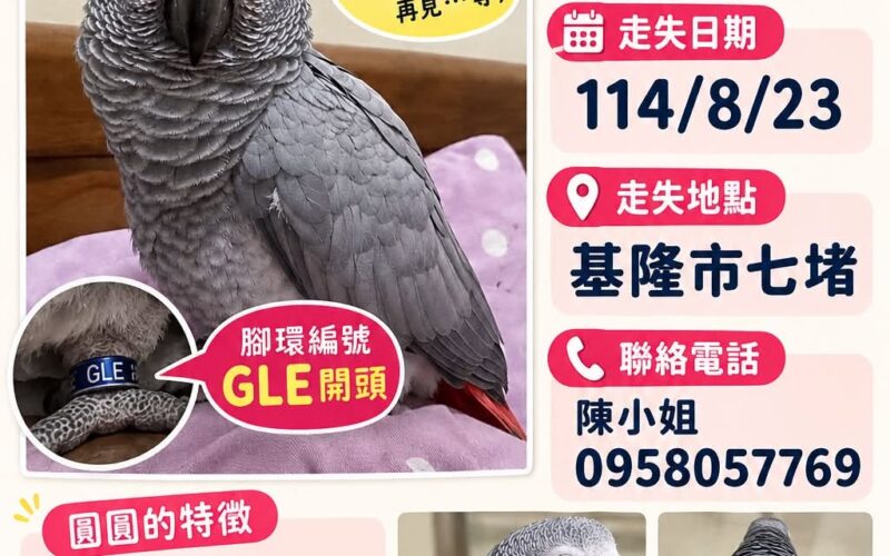 尋找非洲灰鸚鵡~圓圓 地點 基隆市七堵區 Qidu , Keelung ,African grey parrot