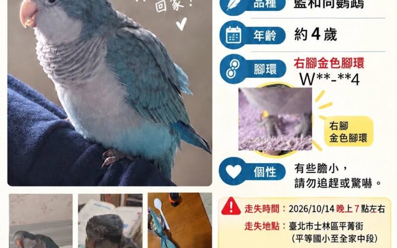 尋找和尚鸚鵡~東東 地點 台北市士林區 Shilin , Taipei ,Monk_parakeet