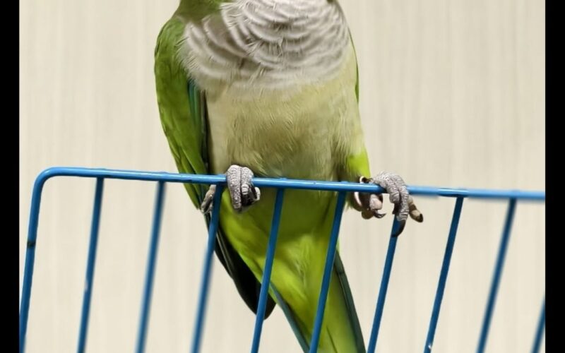 尋找和尚鸚鵡~綠豆沙 地點 台南市安南區 Annan , Tainan ,Monk_parakeet