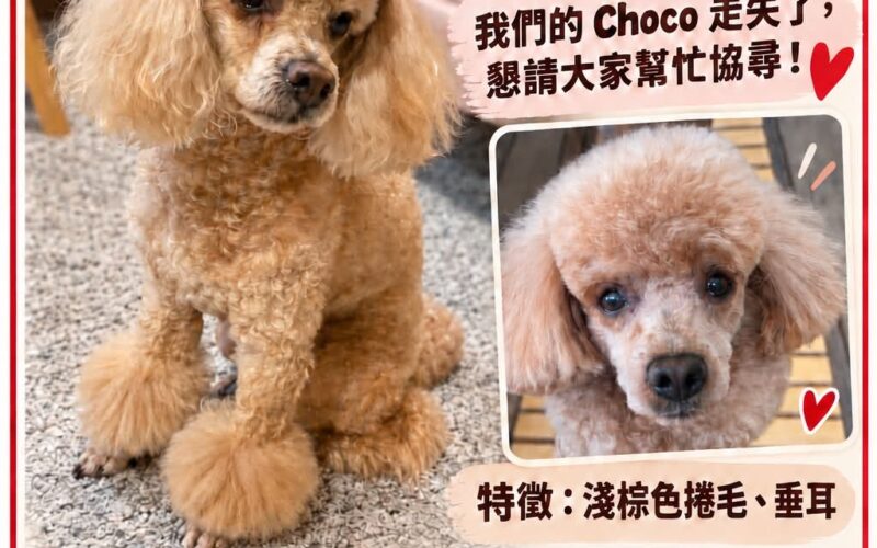 尋找貴賓狗~ 地點 南投縣草屯鎮 Caotun , Nantou ,Poodle