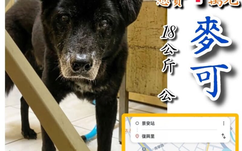 尋找狗狗~麥可 地點 新北市中和區 Zhonghe , New Taipei
